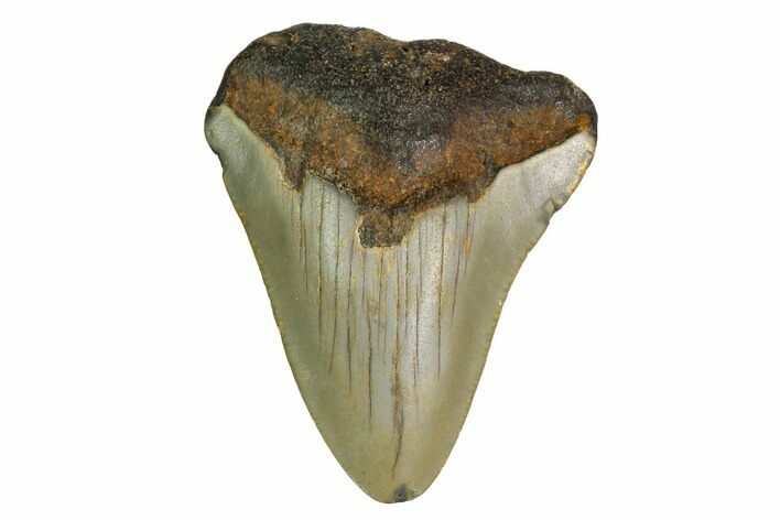 Bargain, Megalodon Tooth - North Carolina #152811